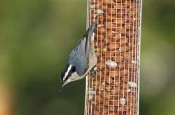 nuthatch