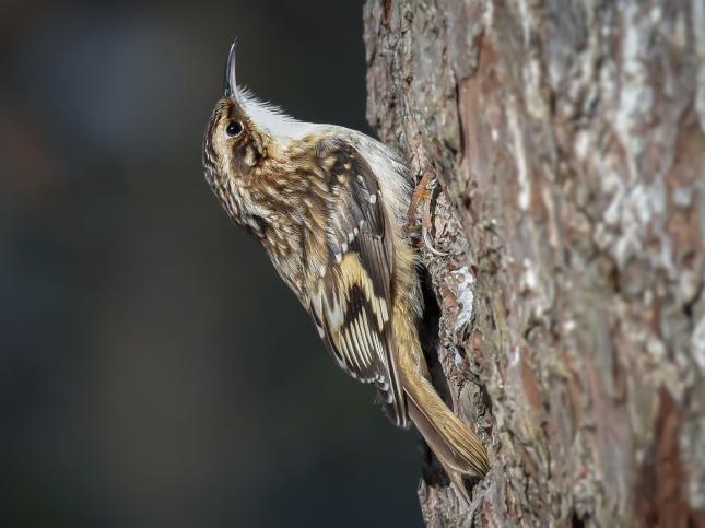 climbing birds