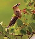 Cedar Waxwing JRC 1