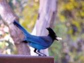 Steller's Jay1 PJ