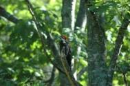 Pileated Woodpecker LT
