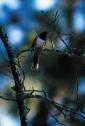 Spotted Towhee c