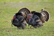 wild turkey