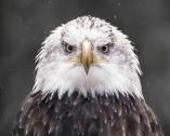 American Bald Eagle