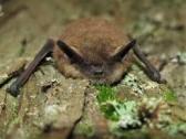 little brown bat