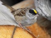 Golden-crowned Sparrow