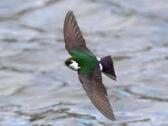 Violet-green Swallow